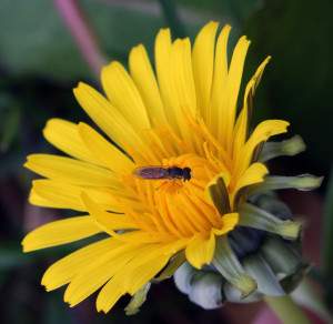 December Dandelion